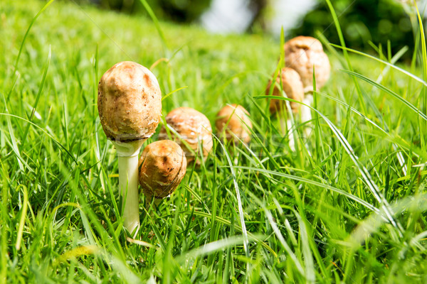 Mushrooms Stock photo © muang_satun