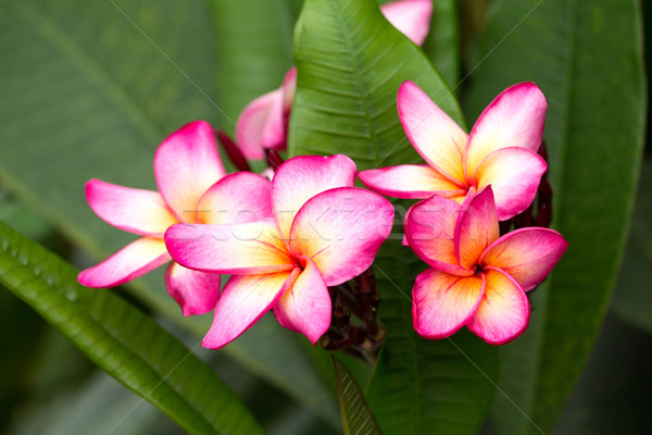 Flores rosa beleza planta belo objeto Foto stock © muang_satun