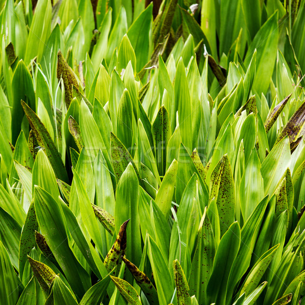 Planta cerca belo cores padrões Foto stock © muang_satun