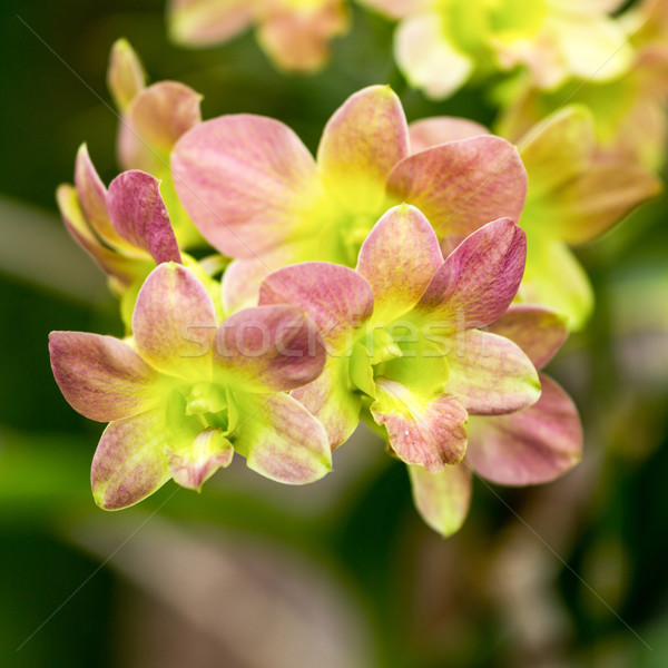 Orquídea flores rosa amarelo verde cores Foto stock © muang_satun