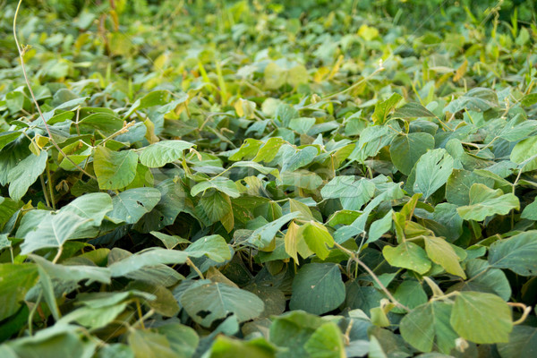 Cover crop,soil Stock photo © muang_satun