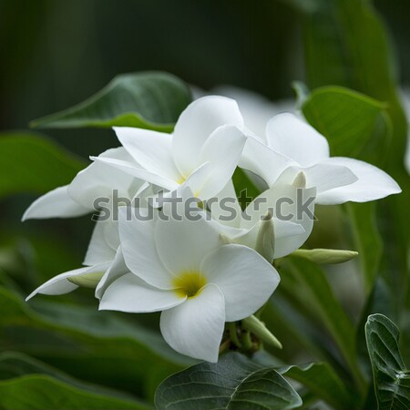 Branco flor natureza férias belo estilo Foto stock © muang_satun