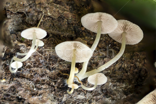 Cogumelos crescer naturalismo floresta Foto stock © muang_satun