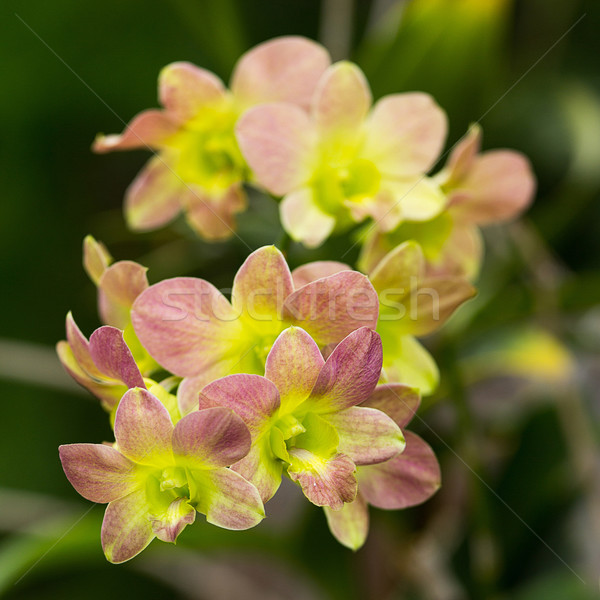 Foto stock: Orquídea · flores · rosa · amarelo · verde · cores