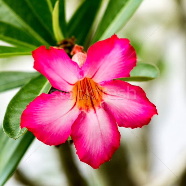 Bloemen woestijn lelie boom gras blad Stockfoto © muang_satun