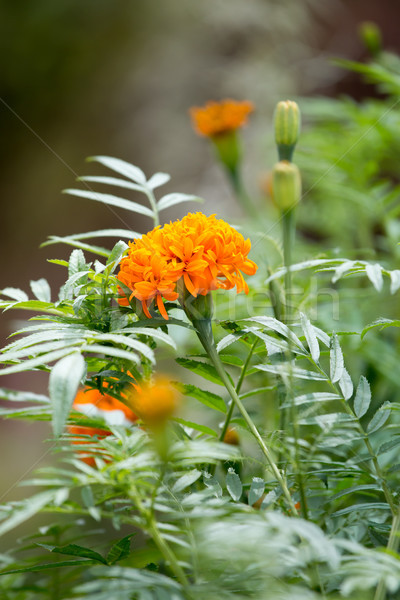 Beautiful of marigold flower Stock photo © muang_satun
