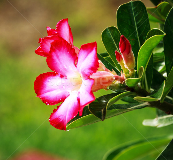 Bloemen woestijn lelie boom gras blad Stockfoto © muang_satun