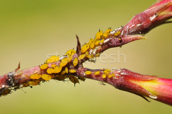  Yellow aphids Stock photo © Musat