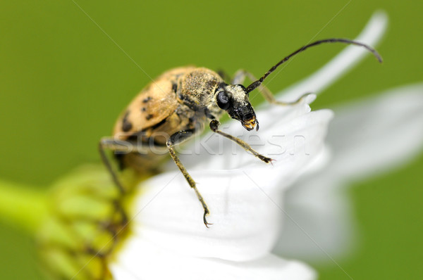 Longhorn beetle on daisy Stock photo © Musat