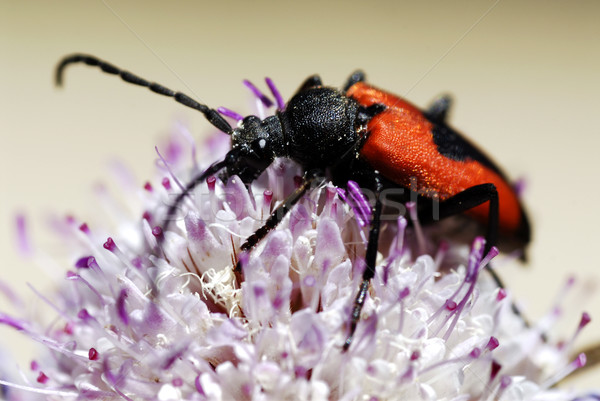 Böcek çiçek makro doğa siyah kabuk Stok fotoğraf © Musat