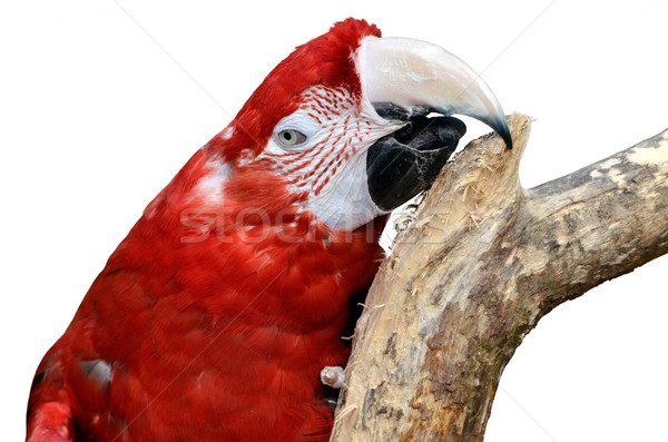 Isolated portrait macaw chloroptera Stock photo © Musat