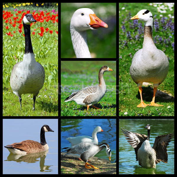 gooses mosaic Stock photo © Musat