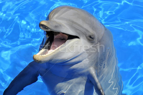 Stock foto: Kopf · Delphin · Vorderseite · öffnen · Mund · blau