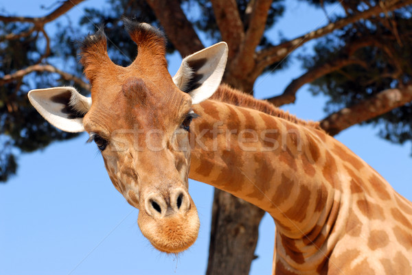 Foto stock: Retrato · girafa · ver · olho · cabelo