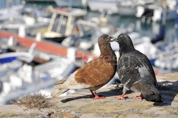 Couple of pigeons  Stock photo © Musat