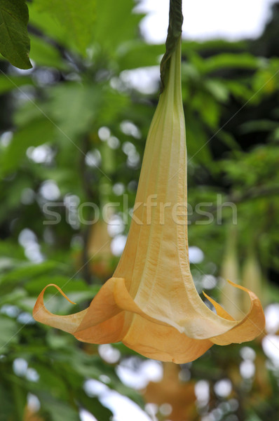 Amarillo flor primer plano canarias tenerife Foto stock © Musat