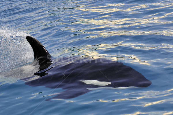 Killer Wal Schwimmen schnell blau Stock foto © Musat