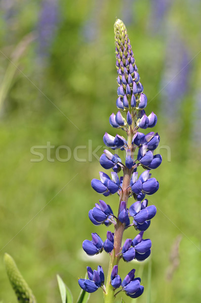 Flor azul primer plano naturaleza jardín Foto stock © Musat