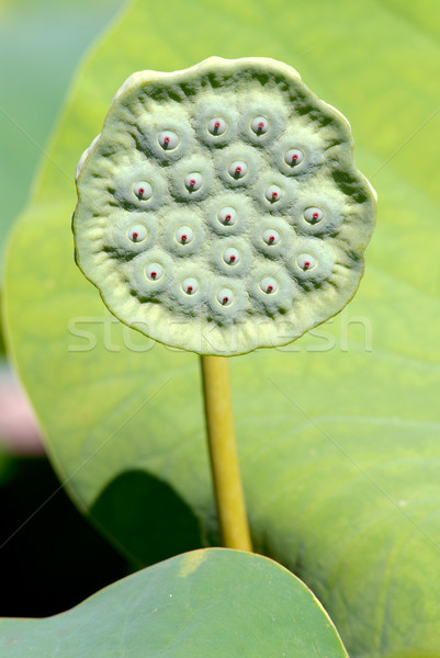 Seeds of sacred lotus flower Stock photo © Musat