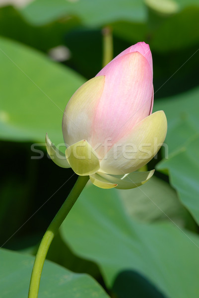 Tomurcuk lotus pembe yeşil yaprakları Stok fotoğraf © Musat