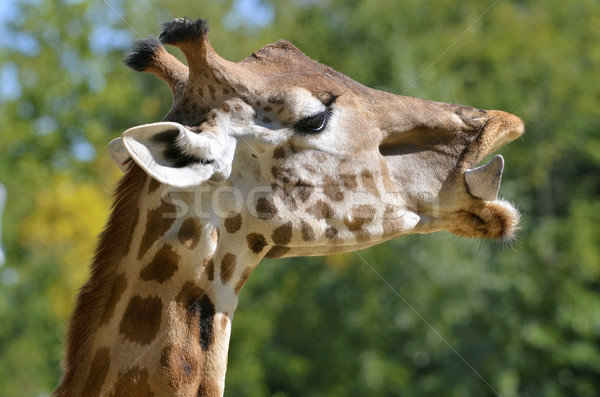 Portrait of giraffe Stock photo © Musat