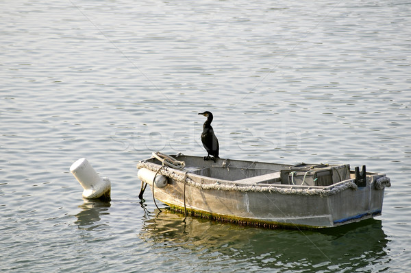 Great Cormorant on boat Stock photo © Musat