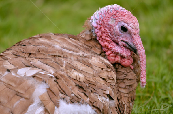 Portrait of turkey Stock photo © Musat