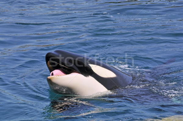 Head of whale killer Stock photo © Musat