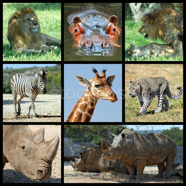 Zoogdieren afrika mozaiek acht foto's leeuw Stockfoto © Musat