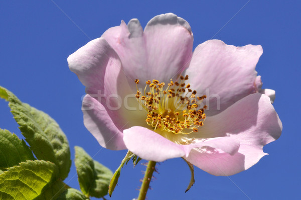 Cão rosa flor macro blue sky céu Foto stock © Musat