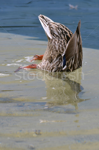 Duck with the head under water Stock photo © Musat