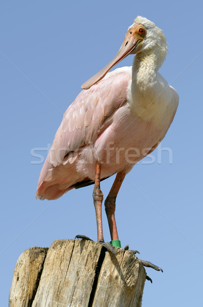 Roseate Spoonbill on post Stock photo © Musat