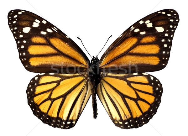 Stock photo: Isolated monarch butterfly