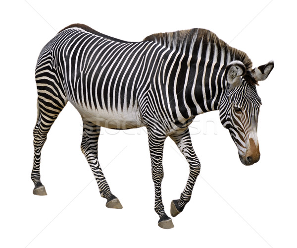 Isolated Grevy zebra Stock photo © Musat