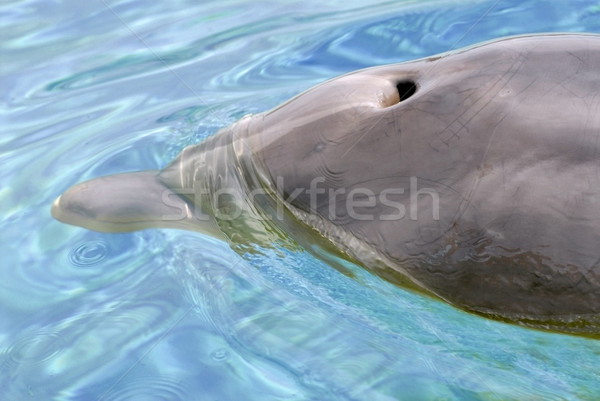 Primo piano delfino Ocean nuoto animale marine Foto d'archivio © Musat