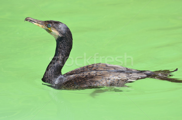 Great cormoran swimming Stock photo © Musat