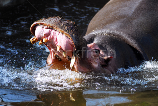 Hippopotamus in water Stock photo © Musat