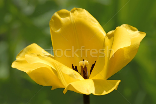 Amarillo tulipán flor primavera naturaleza verde Foto stock © Musat