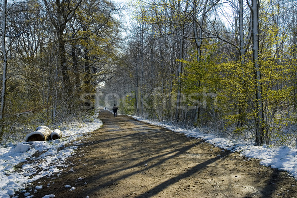 Snowy forest of Clamart in France Stock photo © Musat