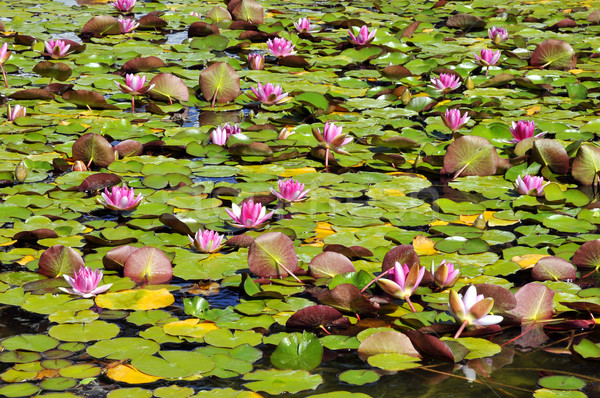 Foto stock: água · lírios · lagoa · rosa · flor