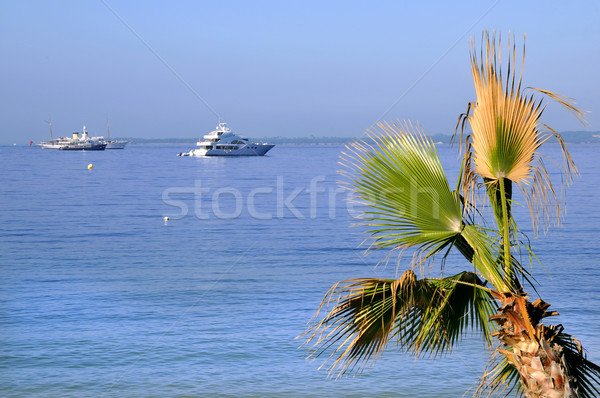 Palmeira mediterrânico mar França francês Foto stock © Musat