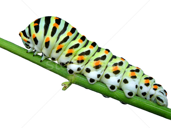 Foto stock: Aislado · oruga · tallo · perfil · blanco · mariposa