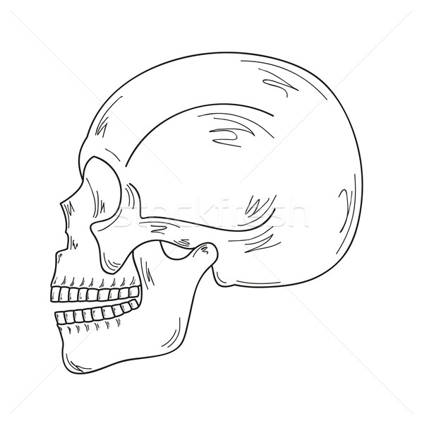 Stock photo: sketch of the skull
