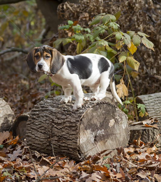 Beagle Basset Puppy Standing on Log Stock photo © mybaitshop