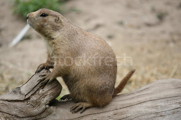 Close up of prarie dog Stock photo © mybaitshop