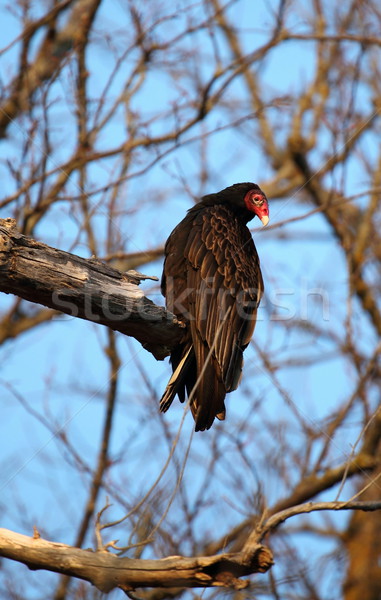 Foto stock: Turquia · árvore · enorme · preto · vermelho