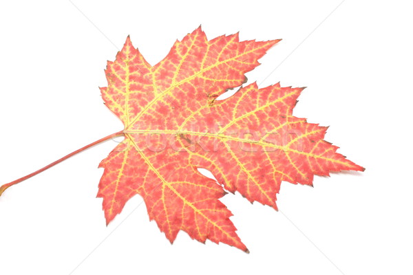 Outono maple leaf vermelho amarelo cair floresta Foto stock © mybaitshop