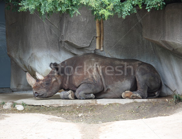 Slapen neushoorn neushoorn natuurlijke leefgebied Stockfoto © mybaitshop