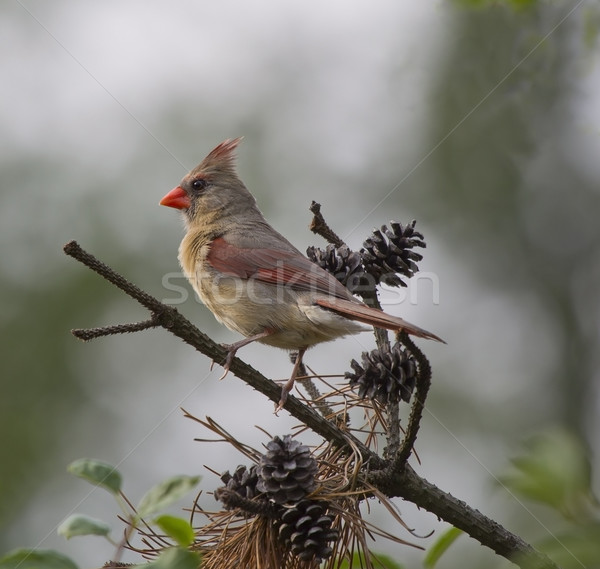 Female Cardinal on Pine Branch Stock photo © mybaitshop