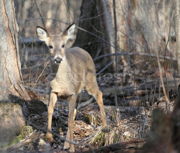 Whitetail Deer in Woods at the End of Winter Stock photo © mybaitshop